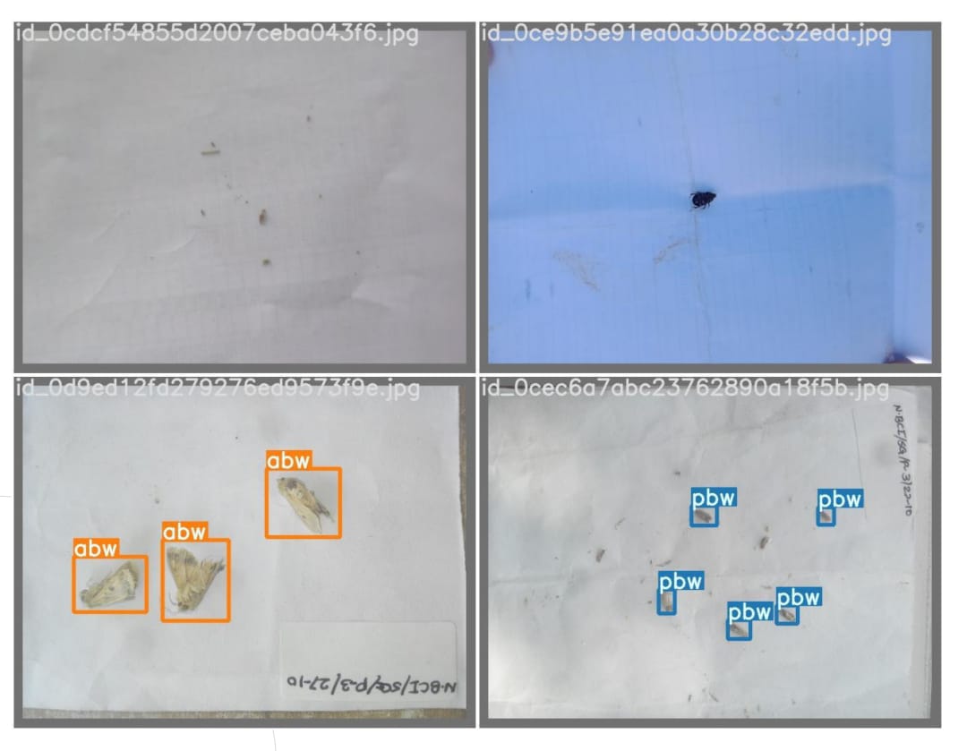 Bollworm Detection, Classification, and Counting